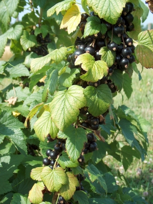 Picture of Blackcurrant Ben Connan - November 2025 Delivery